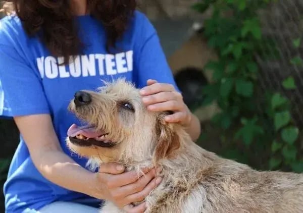 A volunteer in a blue shirt is gently petting a happy, shaggy dog outdoors. The scene conveys warmth and compassion, with a focus on the dogs joyful expression