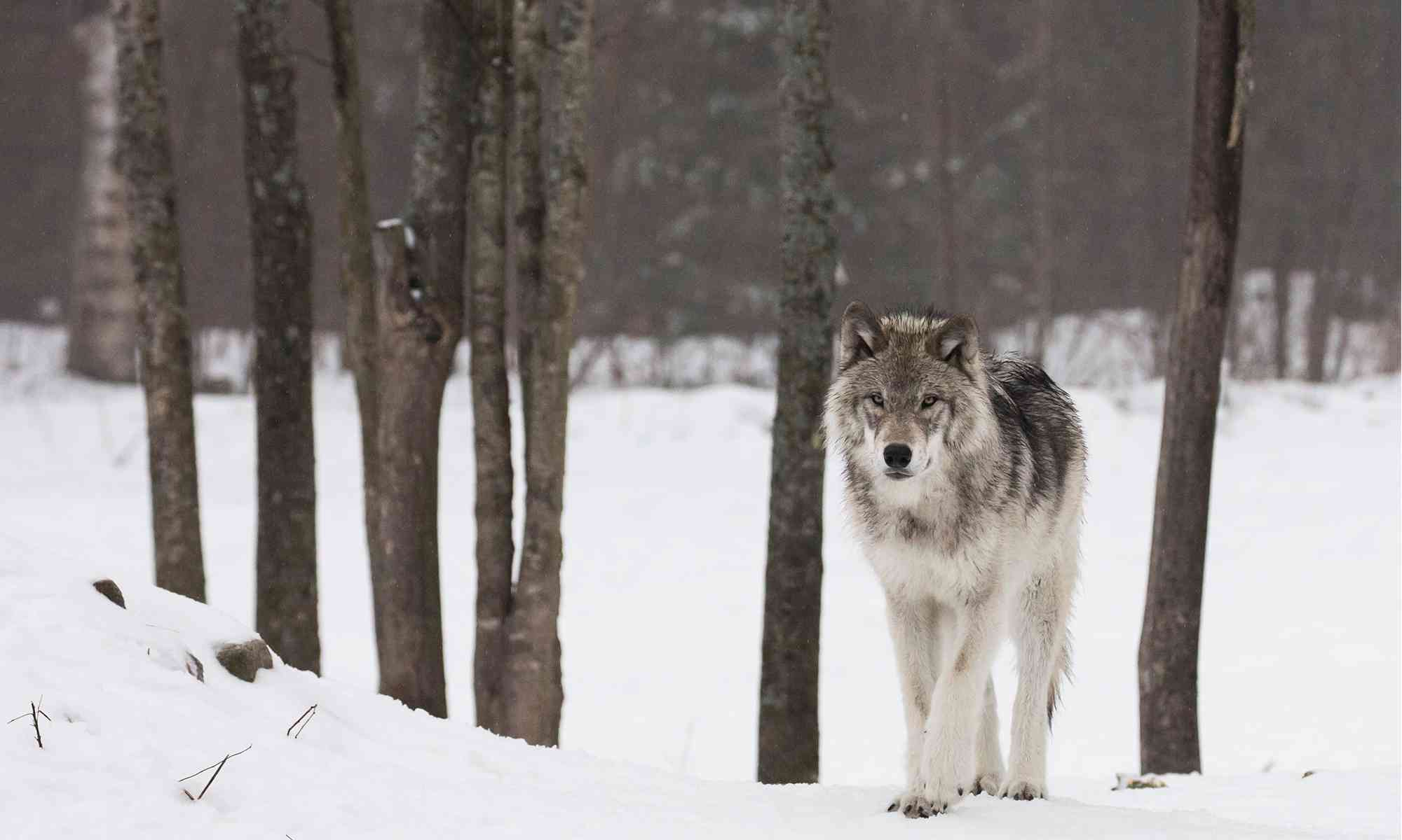 gray_wolf_catherine-smith_header